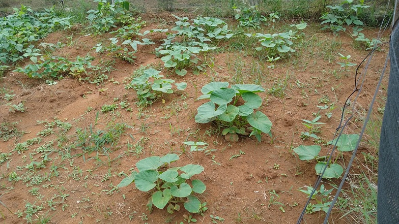 Foto 15